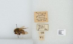 Bombus (Psithyrus) suckleyi by the Smithsonian. Used under a CC0 license.
