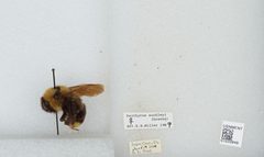 Bombus (Psithyrus) suckleyi by the Smithsonian. Used under a CC0 license.