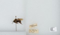 Bombus (Psithyrus) suckleyi by the Smithsonian. Used under a CC0 license.