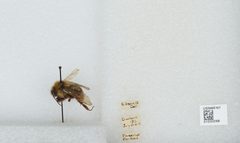 Bombus (Psithyrus) suckleyi by the Smithsonian. Used under a CC0 license.