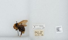 Bombus (Psithyrus) suckleyi by the Smithsonian. Used under a CC0 license.