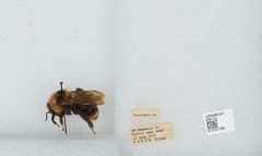 Bombus (Psithyrus) suckleyi by the Smithsonian. Used under a CC0 license.