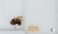 Bombus (Psithyrus) suckleyi by the Smithsonian. Used under a CC0 license.