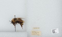 Bombus (Psithyrus) suckleyi by the Smithsonian. Used under a CC0 license.