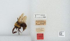 Bombus (Psithyrus) suckleyi by the Smithsonian. Used under a CC0 license.