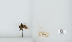 Bombus (Pyrobombus) sylvicola by the Smithsonian. Used under a CC0 license.