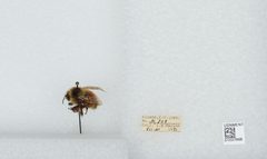 Bombus (Pyrobombus) sylvicola by the Smithsonian. Used under a CC0 license.