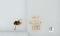 Bombus (Pyrobombus) sylvicola by the Smithsonian. Used under a CC0 license.