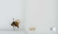 Bombus (Pyrobombus) sylvicola by the Smithsonian. Used under a CC0 license.