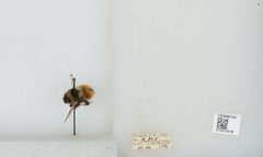 Bombus (Pyrobombus) sylvicola by the Smithsonian. Used under a CC0 license.
