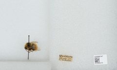 Bombus (Pyrobombus) sylvicola by the Smithsonian. Used under a CC0 license.