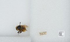 Bombus (Pyrobombus) sylvicola by the Smithsonian. Used under a CC0 license.