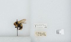 Bombus (Pyrobombus) sylvicola by the Smithsonian. Used under a CC0 license.