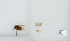 Bombus (Pyrobombus) sylvicola by the Smithsonian. Used under a CC0 license.