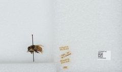 Bombus (Pyrobombus) ternarius by the Smithsonian. Used under a CC0 license.