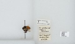 Bombus (Pyrobombus) ternarius by the Smithsonian. Used under a CC0 license.