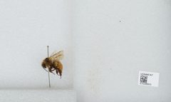 Bombus (Pyrobombus) ternarius by the Smithsonian. Used under a CC0 license.