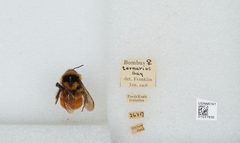 Bombus (Pyrobombus) ternarius by the Smithsonian. Used under a CC0 license.