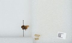Bombus (Pyrobombus) ternarius by the Smithsonian. Used under a CC0 license.