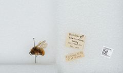 Bombus (Pyrobombus) ternarius by the Smithsonian. Used under a CC0 license.