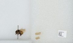 Bombus (Pyrobombus) ternarius by the Smithsonian. Used under a CC0 license.