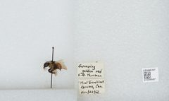 Bombus (Pyrobombus) ternarius by the Smithsonian. Used under a CC0 license.