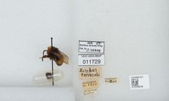 Bombus (Bombus) terricola by the Smithsonian. Used under a CC0 license.
