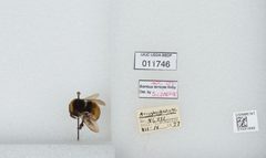 Bombus (Bombus) terricola by the Smithsonian. Used under a CC0 license.