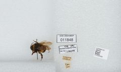 Bombus (Bombus) terricola by the Smithsonian. Used under a CC0 license.