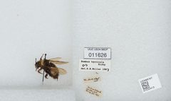 Bombus (Bombus) terricola by the Smithsonian. Used under a CC0 license.