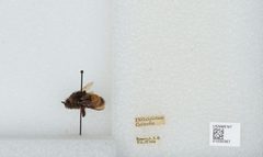 Bombus (Bombus) terricola by the Smithsonian. Used under a CC0 license.