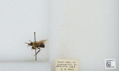 Bombus (Pyrobombus) vagans vagans by the Smithsonian. Used under a CC0 license.