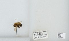 Bombus (Pyrobombus) vagans vagans by the Smithsonian. Used under a CC0 license.