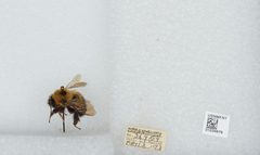 Bombus (Pyrobombus) vagans vagans by the Smithsonian. Used under a CC0 license.