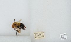 Bombus (Pyrobombus) vagans vagans by the Smithsonian. Used under a CC0 license.