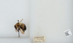 Bombus (Pyrobombus) vagans vagans by the Smithsonian. Used under a CC0 license.