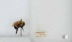 Bombus (Pyrobombus) vagans vagans by the Smithsonian. Used under a CC0 license.