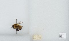 Bombus (Pyrobombus) vagans vagans by the Smithsonian. Used under a CC0 license.