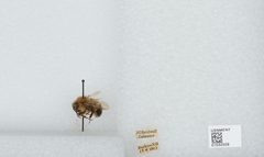 Bombus (Pyrobombus) vagans vagans by the Smithsonian. Used under a CC0 license.