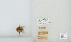Bombus (Pyrobombus) vandykei by the Smithsonian. Used under a CC0 license.