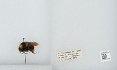 Bombus (Pyrobombus) vandykei by the Smithsonian. Used under a CC0 license.