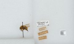 Bombus (Pyrobombus) vandykei by the Smithsonian. Used under a CC0 license.