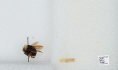 Bombus (Pyrobombus) vandykei by the Smithsonian. Used under a CC0 license.