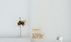 Bombus (Pyrobombus) vandykei by the Smithsonian. Used under a CC0 license.
