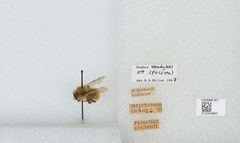 Bombus (Pyrobombus) vandykei by the Smithsonian. Used under a CC0 license.