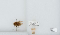 Bombus (Pyrobombus) vandykei by the Smithsonian. Used under a CC0 license.