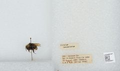 Bombus (Pyrobombus) vandykei by the Smithsonian. Used under a CC0 license.