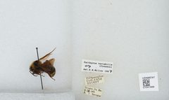 Bombus (Psithyrus) variabilis by the Smithsonian. Used under a CC0 license.