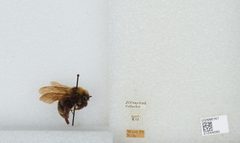 Bombus (Psithyrus) variabilis by the Smithsonian. Used under a CC0 license.