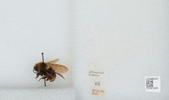 Bombus (Psithyrus) variabilis by the Smithsonian. Used under a CC0 license.